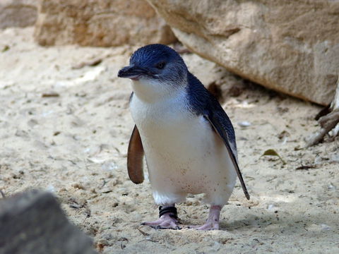 Granite Island Nature Park - Guided Penguin Tours - Attractions 0