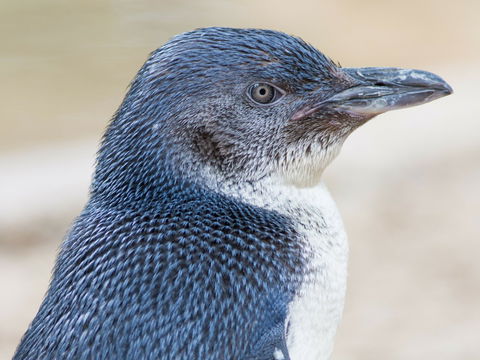 Granite Island Nature Park - Guided Penguin Tours - Attractions 1