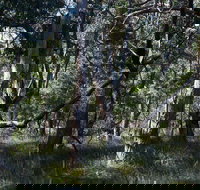 Green's Bush Long Circuit Walk - Attractions