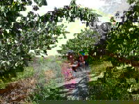 Harben Vale Pick Your Own Cherries