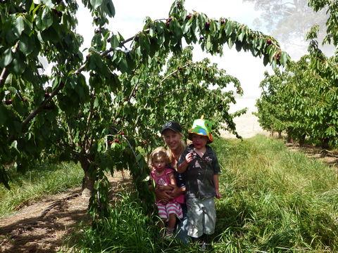 Harben Vale Pick Your Own Cherries - Attractions 0