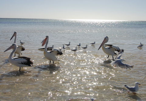Hardwicke Bay - Attractions 2