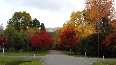 Jamieson Significant Trees - Attractions 1