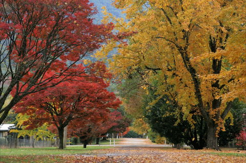 Jamieson Significant Trees - Attractions 2