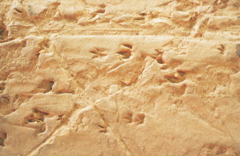 Lark Quarry Conservation Park - Attractions 2