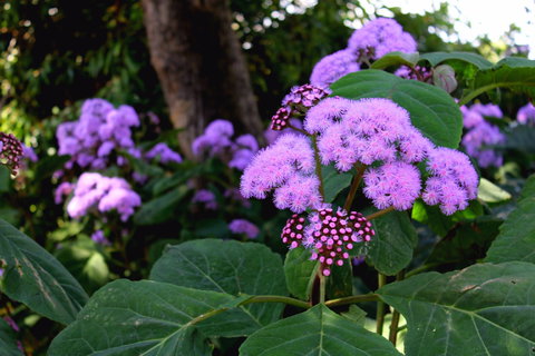 Laurel Bank Park - See Attractions 2