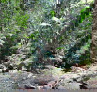 Lyrebird track - Attractions