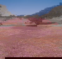 Meekatharra - Attractions