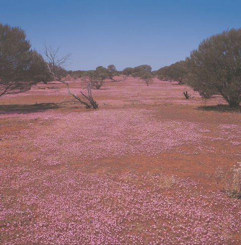 Meekatharra - Attractions 0