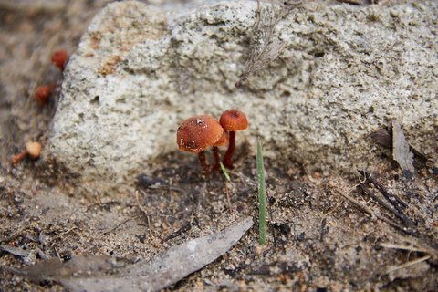 Moorooduc Quarry Walk & Stairs Circuit - Attractions 0