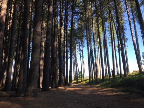 Mountain Bike Trails Tumbarumba - Attractions 0