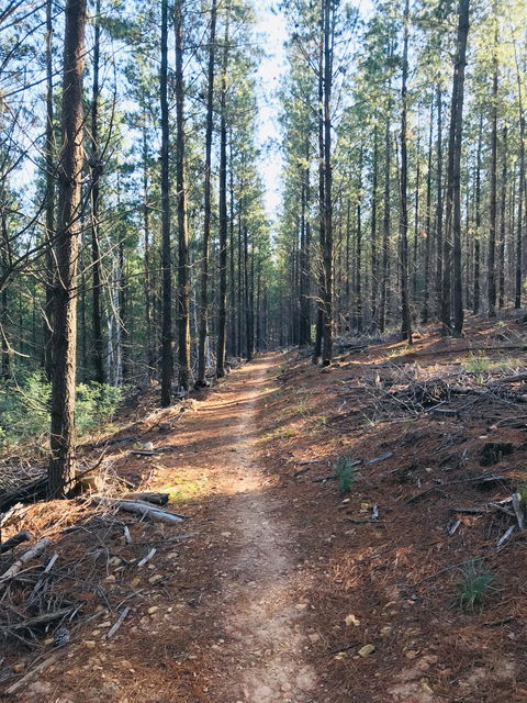 Mountain Bike Trails Tumbarumba - Attractions 1