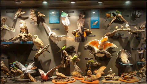 Museum Of Central Australia - Attractions 2