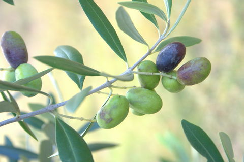 Olives Of Beaulieu - Attractions 2
