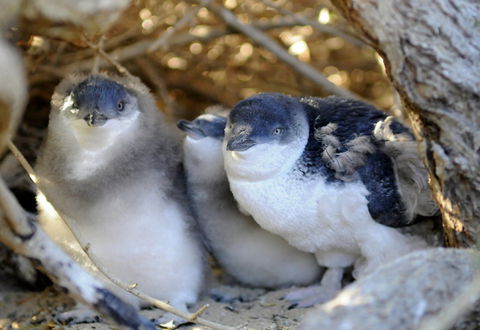 Penguin Island - Attractions 0