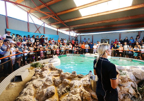 Penguin Island - Attractions 1