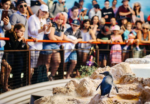 Penguin Island - Attractions 2