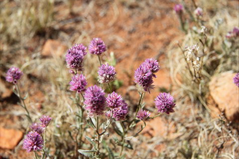 Walpa Gorge Walk - Attractions 0