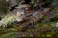 Wildlife Wonders