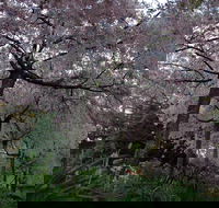 Wildwood Garden - Attractions