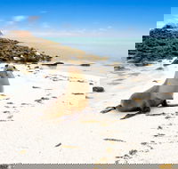 Abrolhos Islands - Attractions