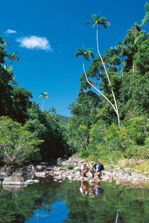Airlie Beach To Cedar Creek Falls - See Attractions 1
