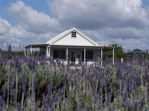 Amandine Lavender - Attractions 0