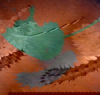 Batchelor Butterfly Farm  Pet Garden - Attractions Las Vegas