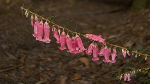 Belgrave - Attractions 0