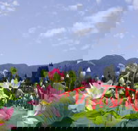 Blue Lotus Water Garden - Attractions