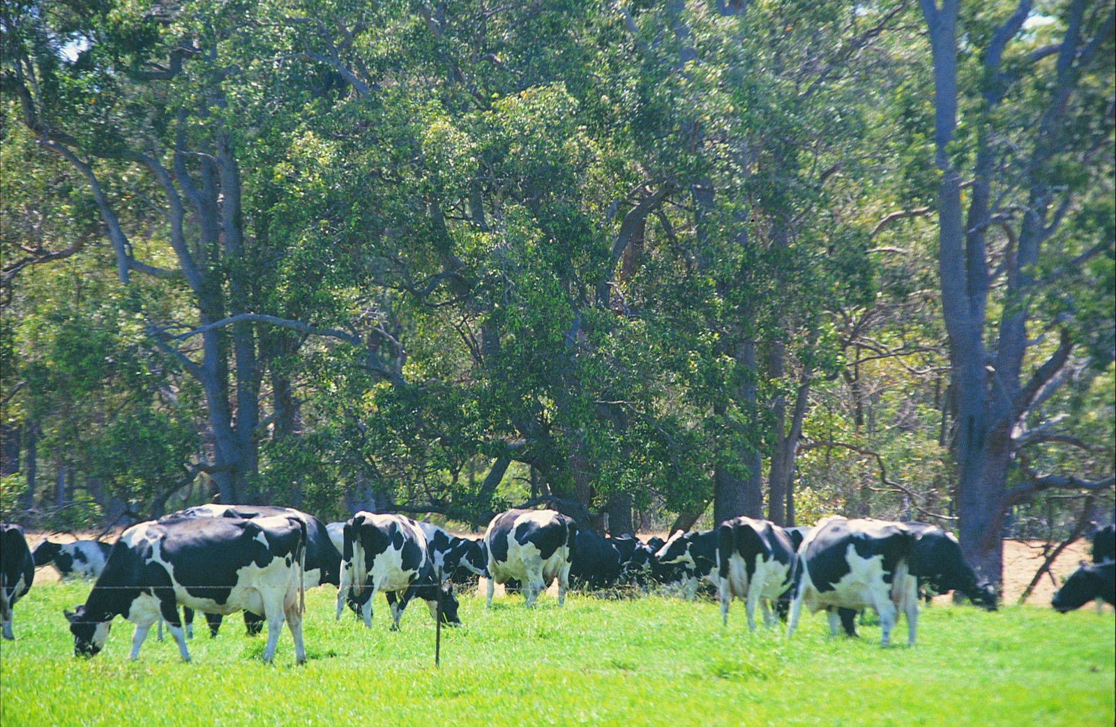 Gwindinup WA Attractions