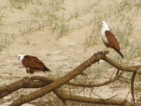 Broadwater National Park - Attractions 2