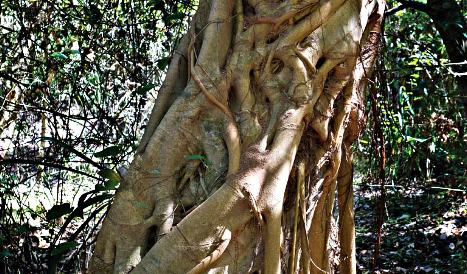 Repton NSW Attractions