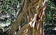 Bundagaree Rainforest Walk - thumb 0