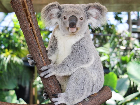 Cairns ZOOM And Wildlife Dome - Attractions 2