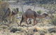 Canning Stock Route - thumb 0