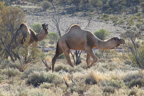 Canning Stock Route - Attractions 0
