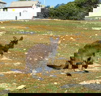 Cape Borda Lightstation - Flinders Chase National Park - Attractions
