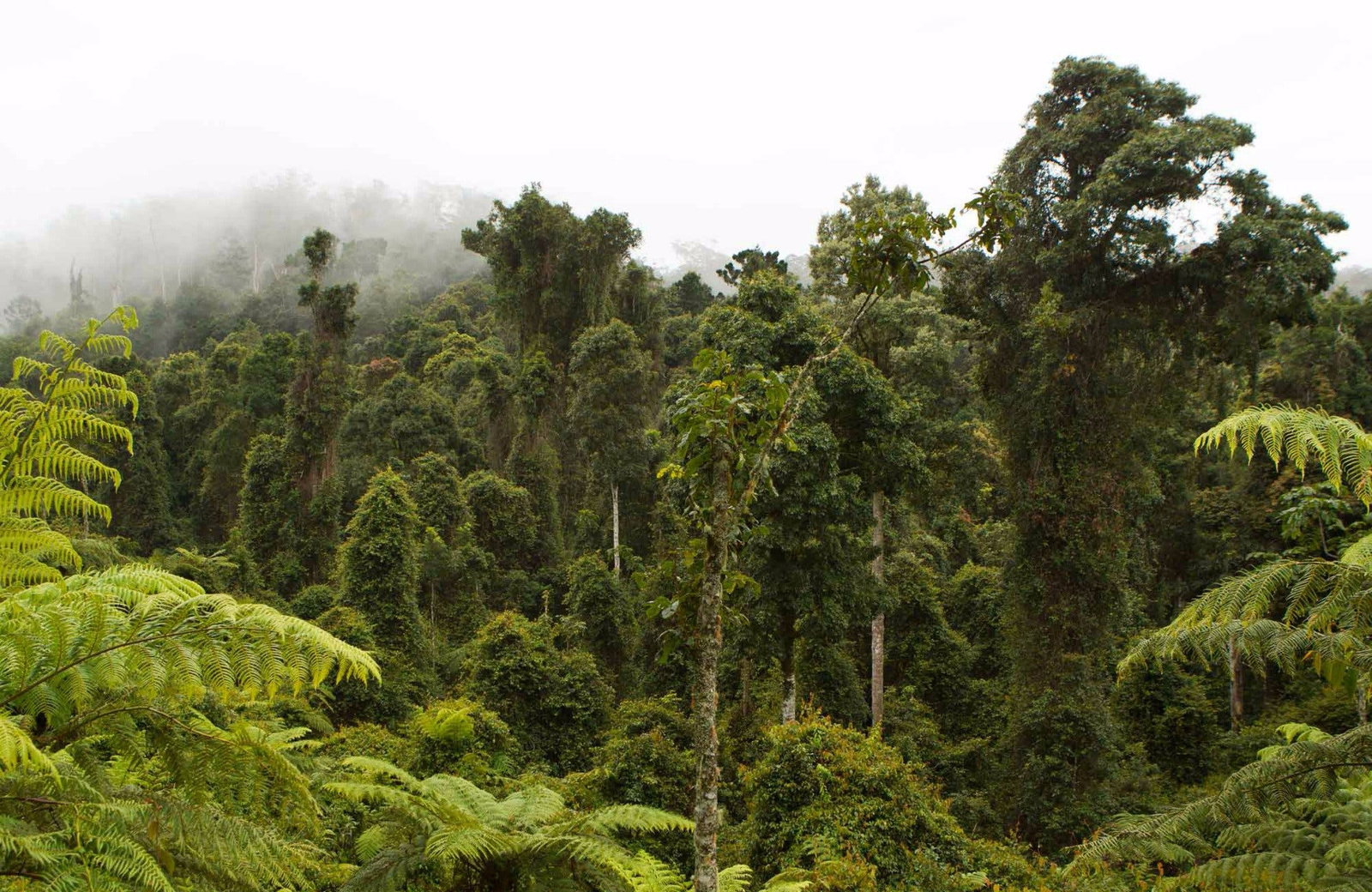 North Coast NSW Attractions