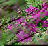 Cassinia Walking Track - Attractions