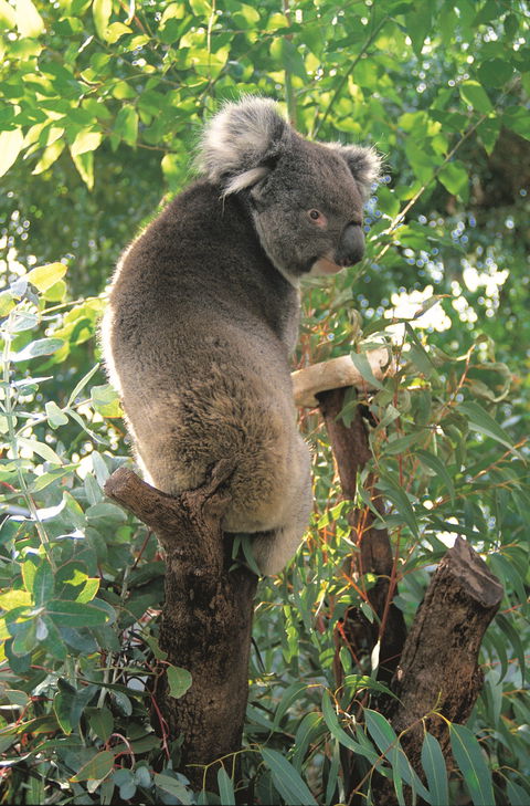 Caversham Wildlife Park - Attractions 0