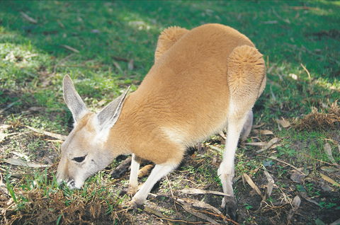 Caversham Wildlife Park - Attractions 1