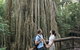 Curtain Fig Tree, Yungaburra - thumb 0