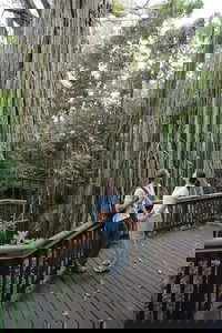 Curtain Fig Tree Yungaburra