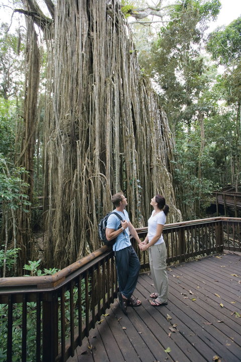 Curtain Fig Tree, Yungaburra - Attractions 0