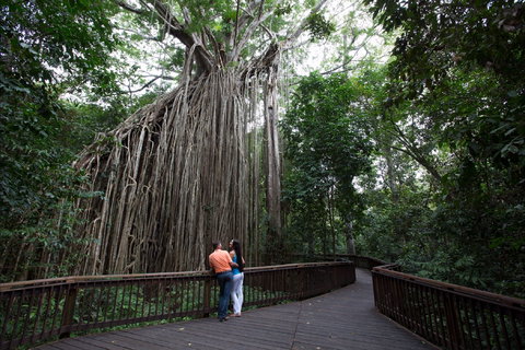 Curtain Fig Tree, Yungaburra - Attractions 1