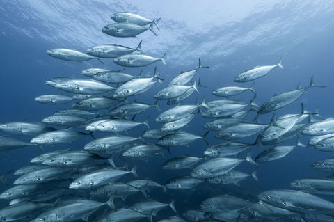 Egg Rock Dive Site - Attractions 0