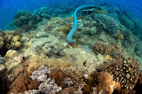 Egg Rock Dive Site - Attractions 1
