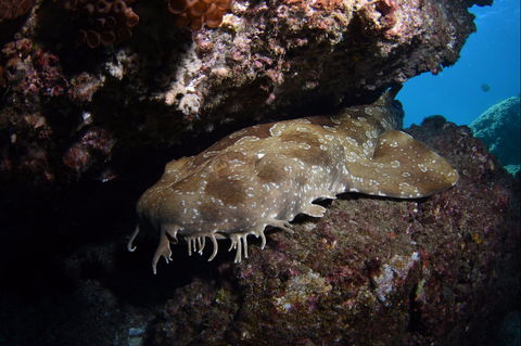 Egg Rock Dive Site - Attractions 2