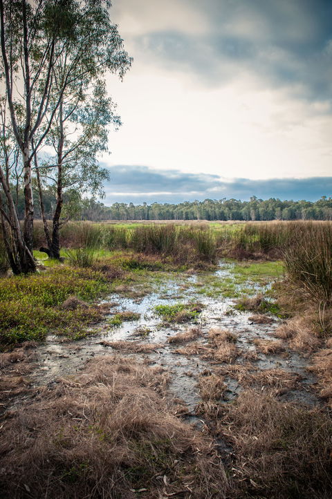 Gemmill Swamp Wildlife Reserve - Attractions 2